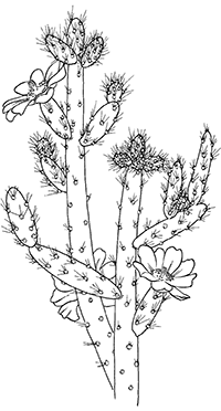 ������ Austrocylindropuntia Salmiana