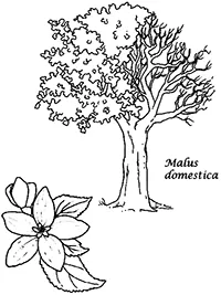 Раскраска Malus domestica - Яблоня домашняя