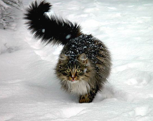 ��� ��� �� �����