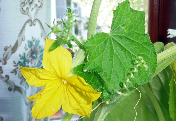 Цветок огурца