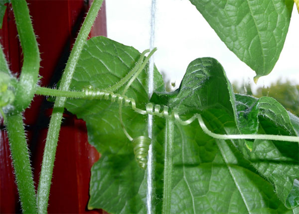 Усики огурца