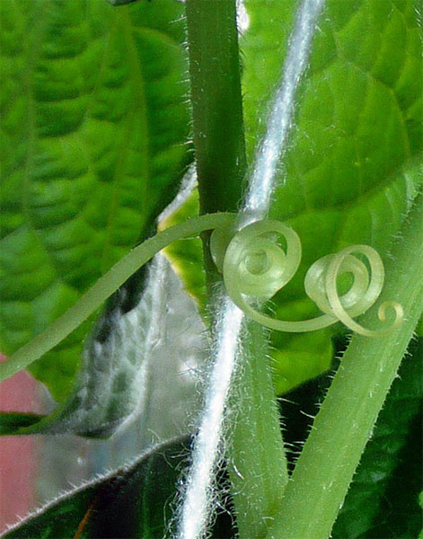 Усик огурчика