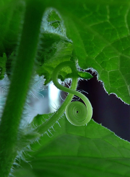 Усик-спиралька