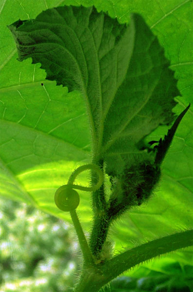 Усик - скрипичный ключик