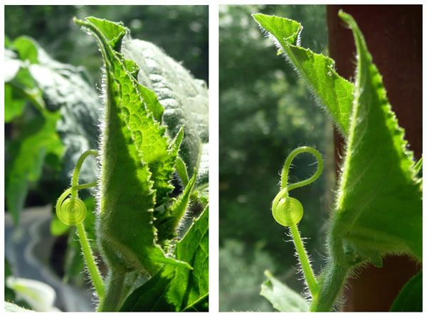 Скрипичный ключик растет