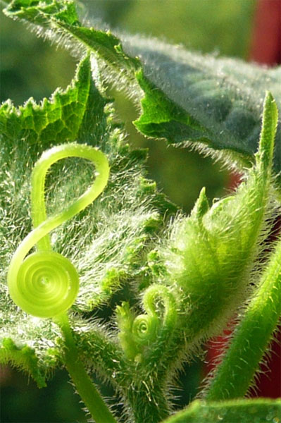 2 усика - скрипичных ключика