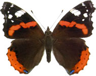 ������� �������