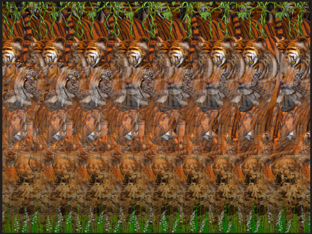 Стереограмма - Мама и папа (тигр и тигрица) Стереограмма - Мама и папа (тигр и тигрица)