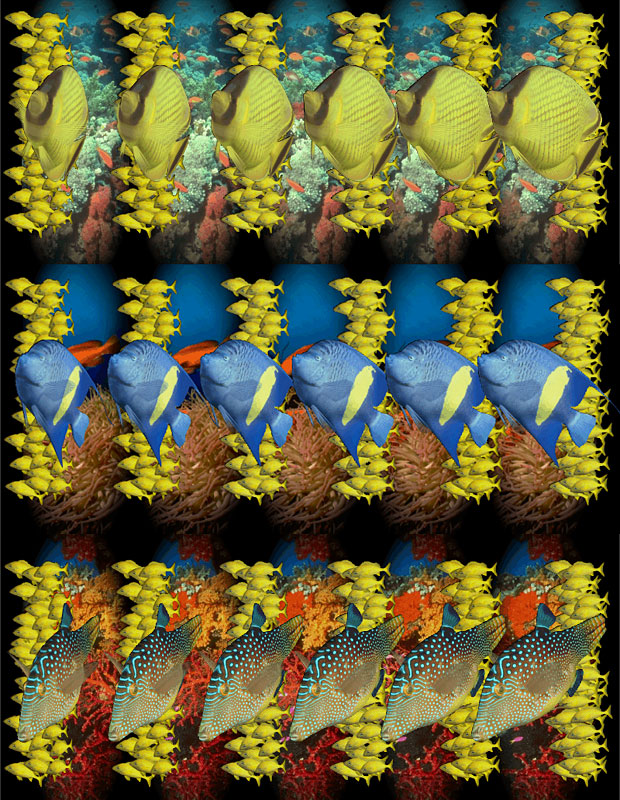 Стереограмма - Рыбки теплых морей Стереограмма - Рыбки теплых морей