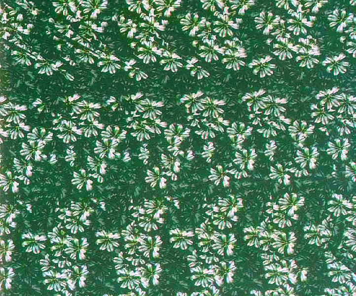 Стереограмма - Хамелеон Стереограмма - Хамелеон