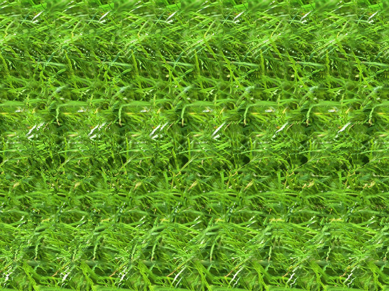 Стереограмма - Кузнечики Стереограмма - Кузнечики