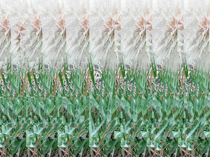 Стереограмма - Одуванчик Стереограмма - Одуванчик