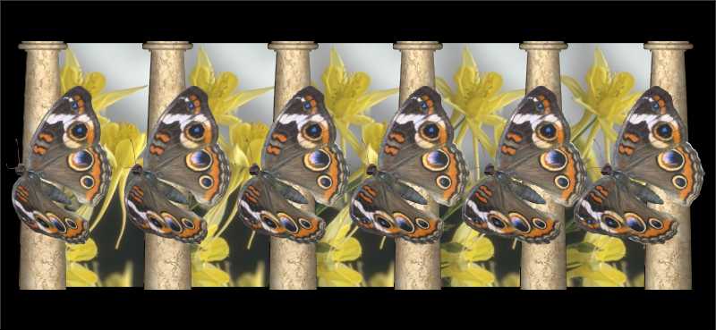 Стереограмма - Бабочки павлиний глаз Стереограмма - Бабочки павлиний глаз