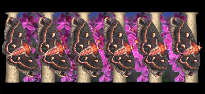 Стереограмма - Бабочки Павлиноглазка цекропия Стереограмма - Бабочки Павлиноглазка цекропия