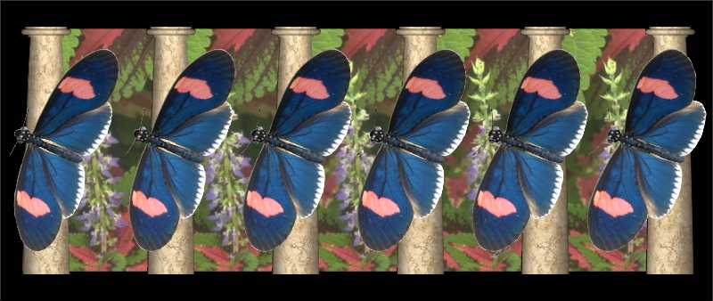 Стереограмма - Бабочки Батезия гипохлора Стереограмма - Бабочки Батезия гипохлора