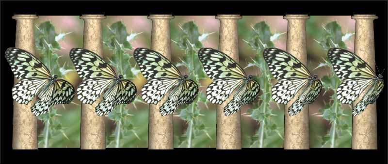 Стереограмма - Бабочки Идея Левконоя Стереограмма - Бабочки Идея Левконоя