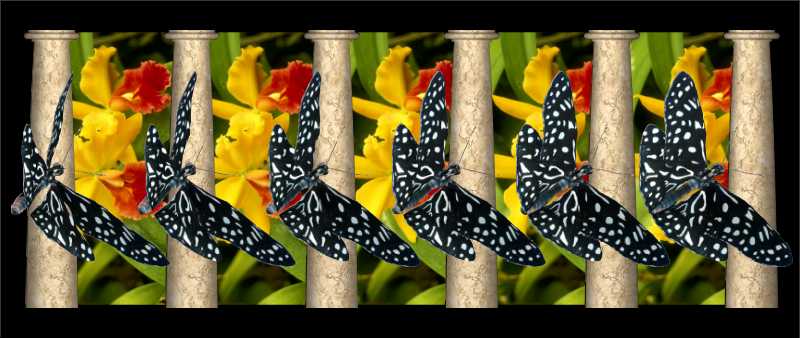 Стереограмма - Бабочки Голубые тигры Стереограмма - Бабочки Голубые тигры