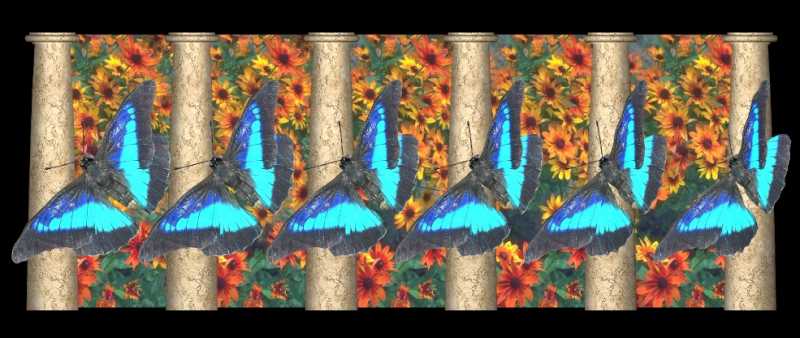 Стереограмма - Бабочки Морфо Стереограмма - Бабочки Морфо