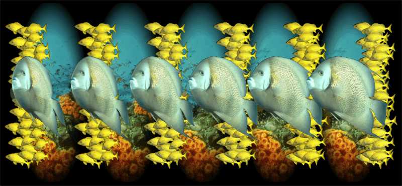 Стереограмма - Рыбы французские ангелы (Pomacanthus paru) Стереограмма - Рыбы французские ангелы (Pomacanthus paru)