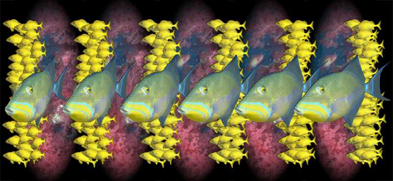 Стереограмма - Рыбы королевские ангелы Стереограмма - Рыбы королевские ангелы