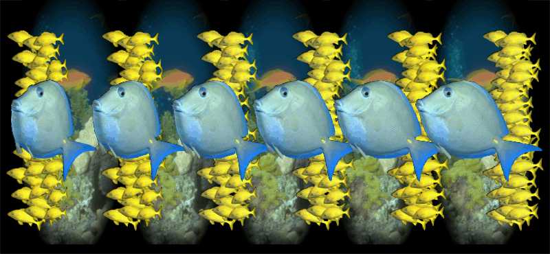 Стереограмма - Рыбы хирурги Стереограмма - Рыбы хирурги