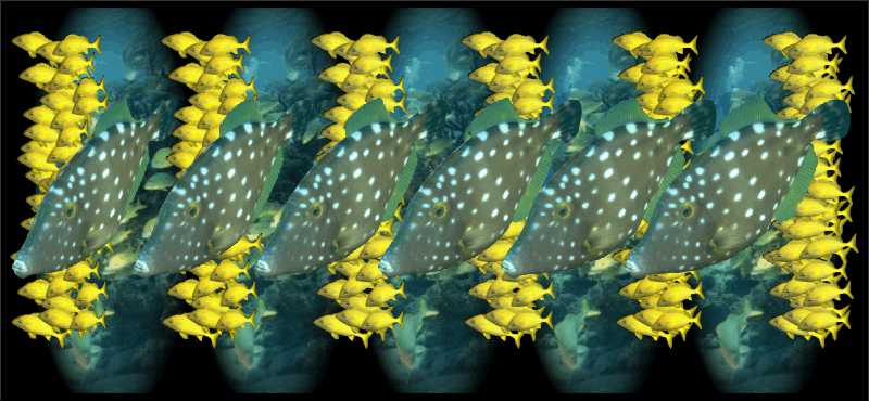 Стереограмма - Рыбы барианциструсы Стереограмма - Рыбы барианциструсы