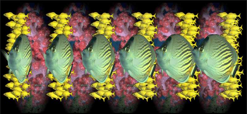 Стереограмма - Рыбы-бабочки Стереограмма - Рыбы-бабочки