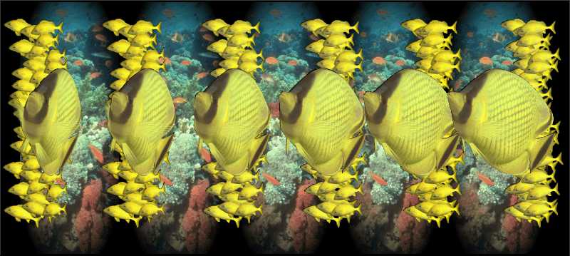 Стереограмма - Рыбы бабочки масковые Стереограмма - Рыбы бабочки масковые