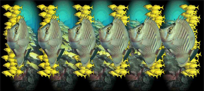Стереограмма - Рыбы зебрасомы Стереограмма - Рыбы зебрасомы