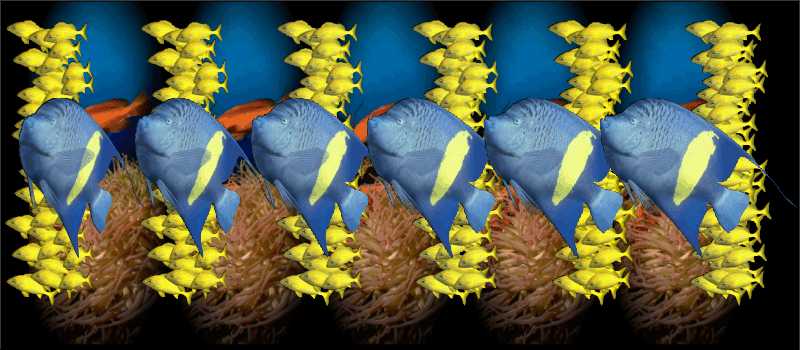 Стереограмма - Рыбы желтополосые ангелы Стереограмма - Рыбы желтополосые ангелы