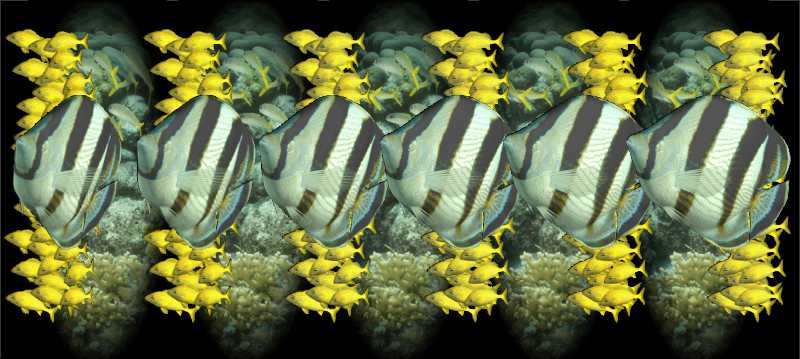 Стереограмма - Рыбы хирурги полосатые (Acanthurus triostegus) Стереограмма - Рыбы хирурги полосатые (Acanthurus triostegus)