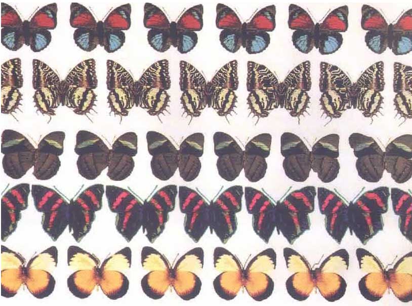 Стереограмма - Звезда Стереограмма - Звезда