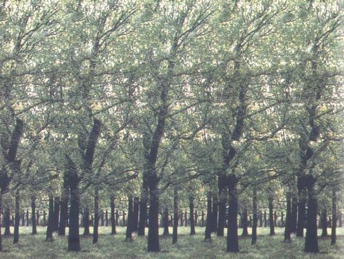 Стереограмма - Стая рыб Стереограмма - Стая рыб