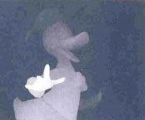 Подсказка к стереограмме - Дональд Дак Подсказка к стереограмме - Дональд Дак