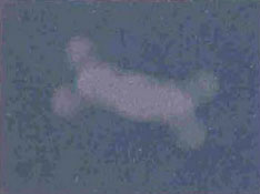 Подсказка к стереограмме - Кость Подсказка к стереограмме - Кость