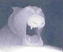 Подсказка к стереограмме - Пещера чудес Подсказка к стереограмме - Пещера чудес