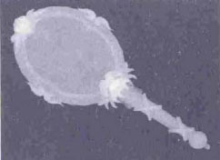 Подсказка к стереограмме - Зеркальце Подсказка к стереограмме - Зеркальце