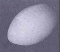 ��������� � ������������ - ����������� ���