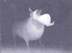 Подсказка к стереограмме - Пумба Подсказка к стереограмме - Пумба