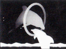 Подсказка к стереограмме - Дельфины Подсказка к стереограмме - Дельфины