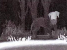 Подсказка к стереограмме - Подсказка к стереограмме -