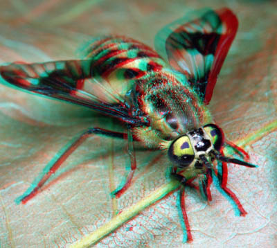 Анаглиф - Муха Анаглиф - Муха