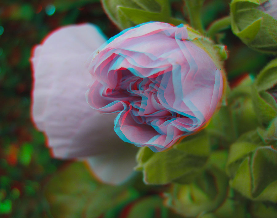 Анаглиф - Розовый махровый цветок Анаглиф - Розовый махровый цветок