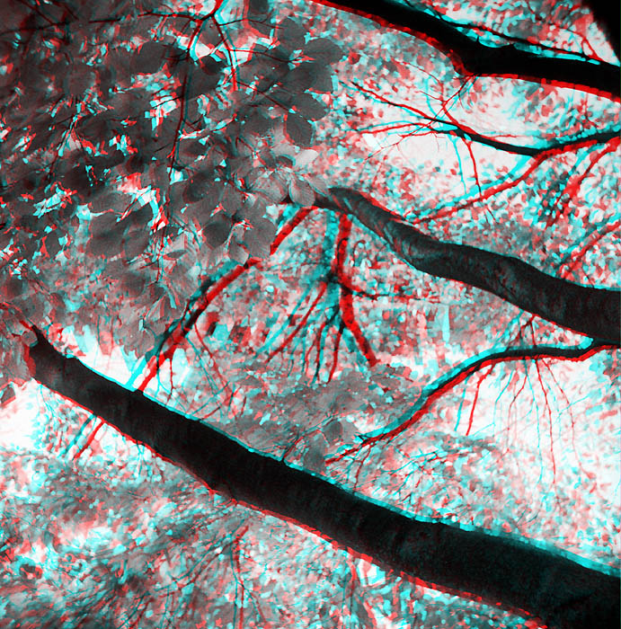 Анаглиф - Ветки дерева Анаглиф - Ветки дерева