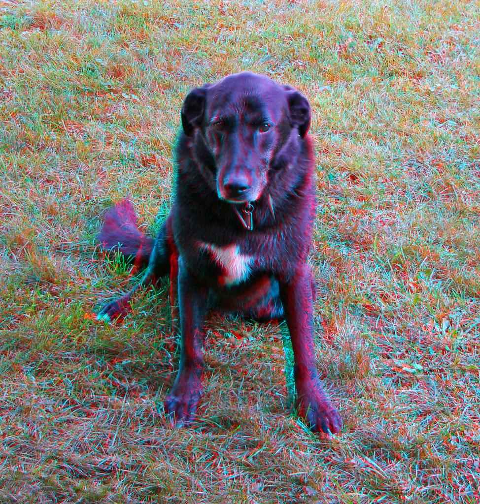 Анаглиф - Черная собака Анаглиф - Черная собака