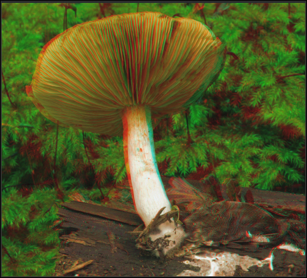 Анаглиф - Сыроежка Анаглиф - Сыроежка