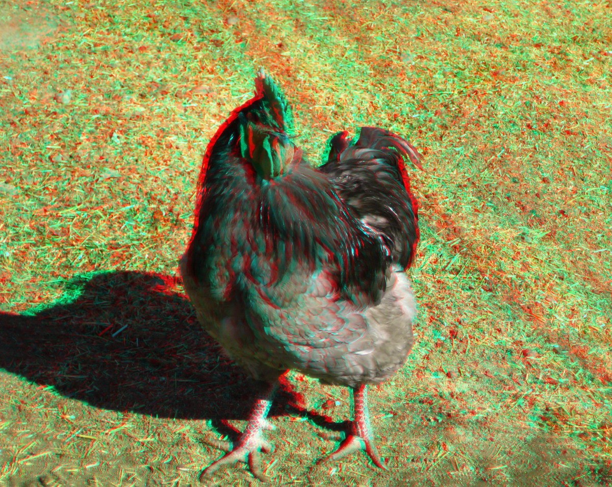 Анаглиф - Курица Анаглиф - Курица