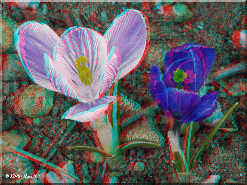 Анаглиф - Крокусы Анаглиф - Крокусы