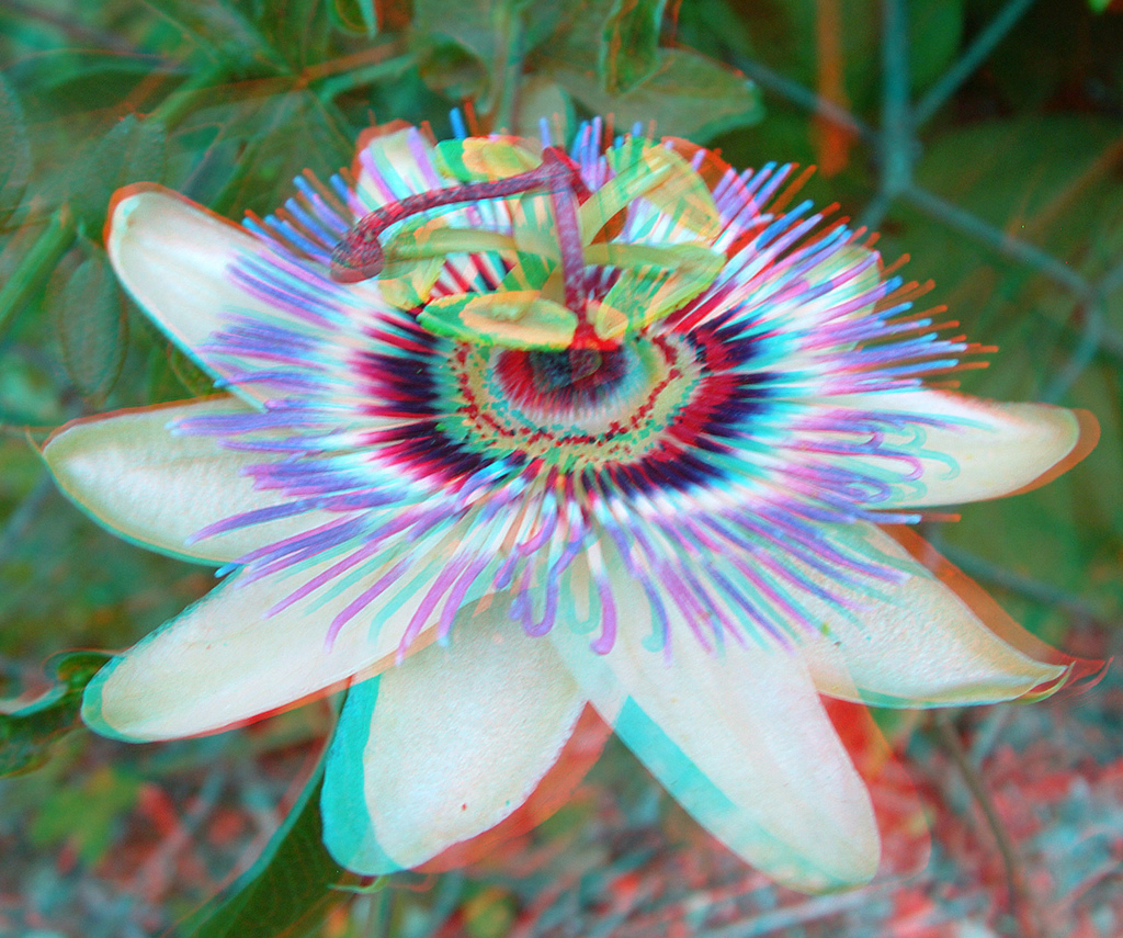 Анаглиф - Цветок пассифлоры Анаглиф - Цветок пассифлоры