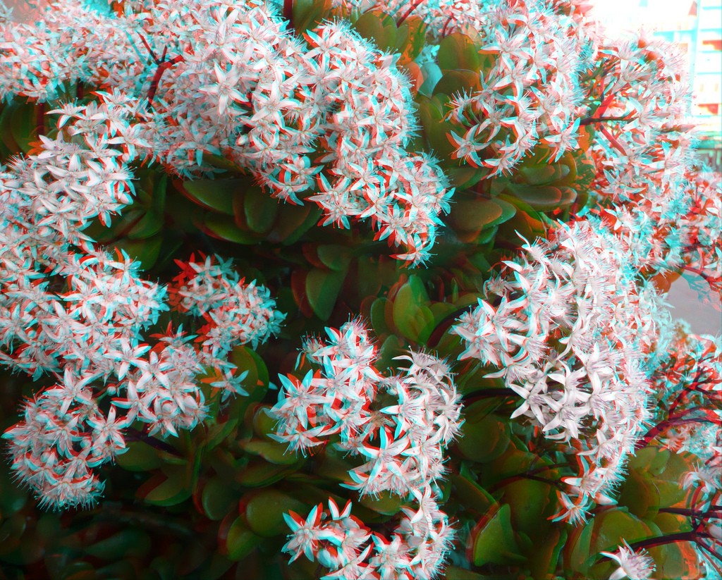 Анаглиф - Клематисы Анаглиф - Клематисы